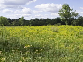 Dornwood Park
