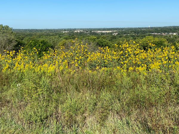 Sunflower Overlook