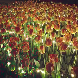 Tulips at Twilight in Topeka